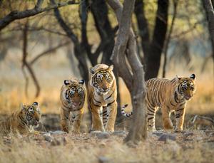 WILDLIFE AND ADVENTURE IN KIPLING'S INDIA