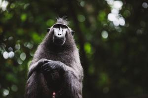 WILDLIFE HOLIDAYS IN INDONESIA