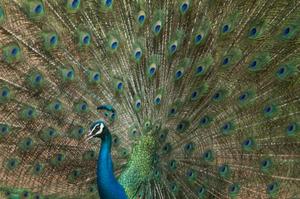 NATURE & WILDLIFE HOLIDAYS IN SRI LANKA