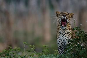 Sri Lanka