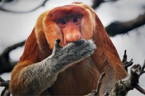 Borneo