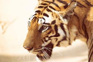 Wildlife Spotting in Kipling's India