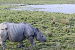 Rivers, Rhinos & Rural India