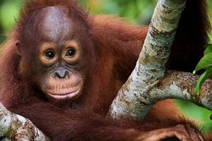 Borneo, Java & Bali Adventure