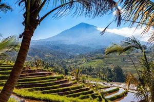 Clove Tree Villas, Bali