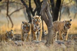 Tigers & Taj: The Real Highlights