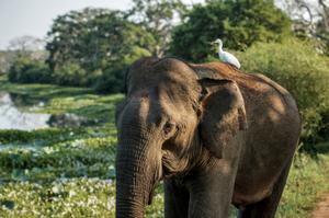 Nature & Wildlife Explorer