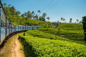 Teas, Trains & Teardrop hotels