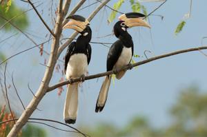 Birdlife and natural wealth of sri lanka