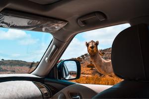 Oman
