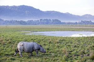 Rivers, Rhinos and Culture in Bengal
