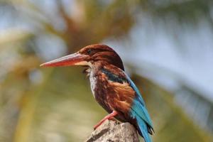 Birds of South India