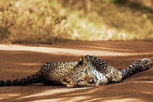 Wildlife and Adventure in Kipling's India
