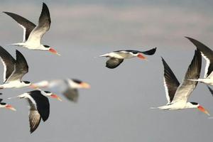 The Birdlife of North India