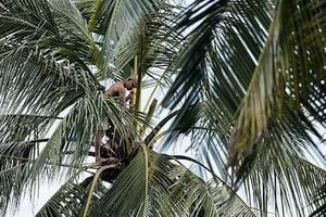 Relaxed Sri Lanka Family Holiday