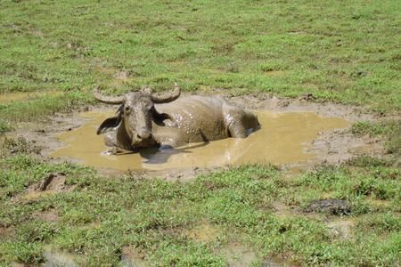 Water Buffalo in Sri Lanka