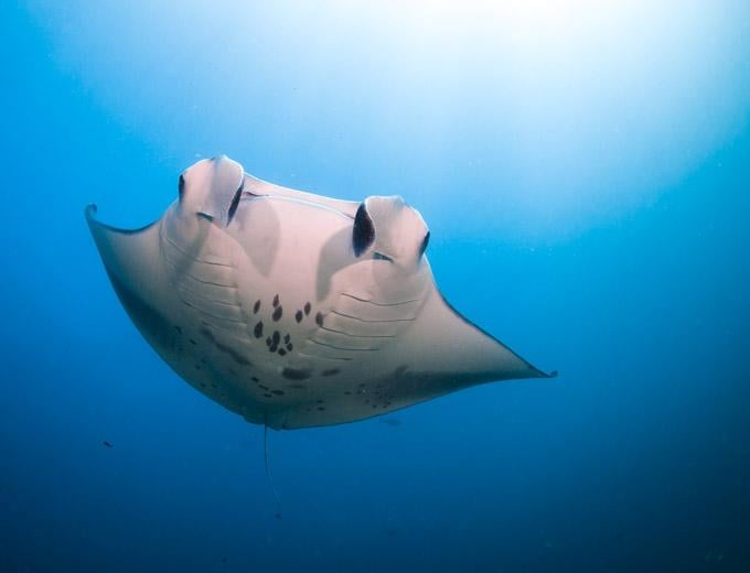 Marine Life and Conservation
