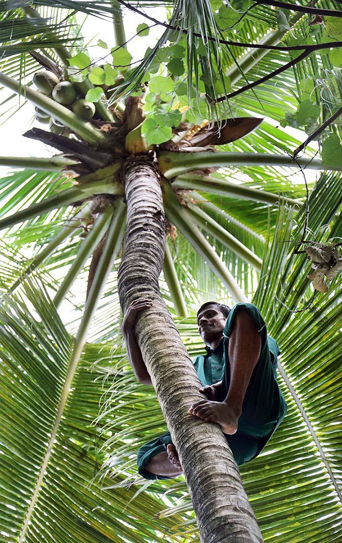 THE ALTERNATIVE<span class="indend">MALDIVES</span>