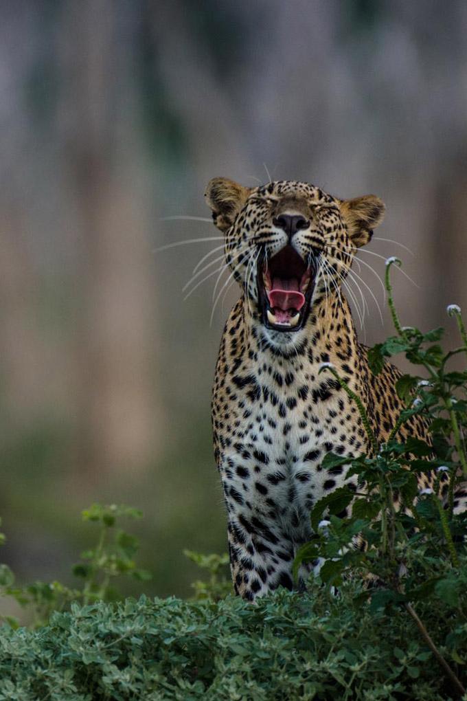 SRI LANKA