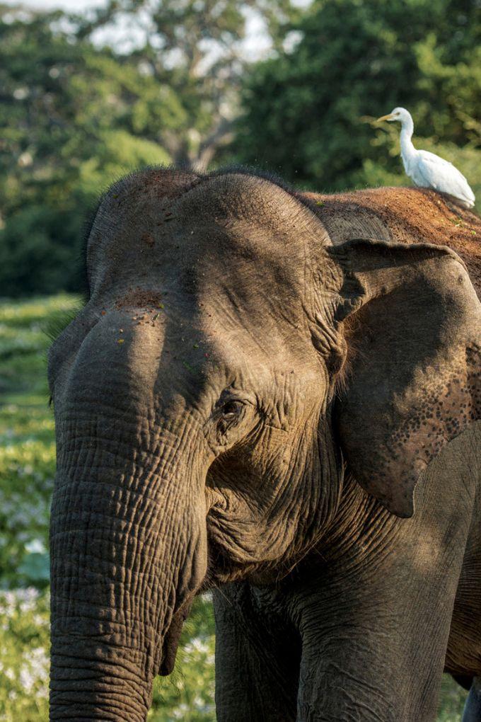 THE BEST PLACES TO GO ON A FAMILY HOLIDAY IN SRI LANKA