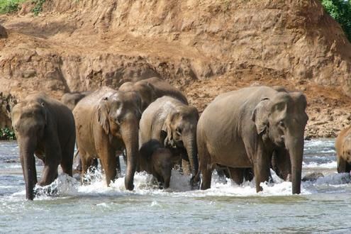 Pinnawala Elephant Orphanage