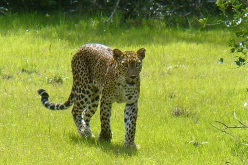 Wilpattu National Park Safari