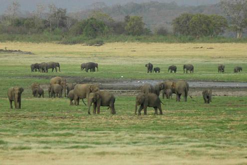 Minneriya National Park