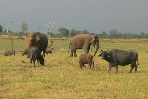 Uda Walawe 1/2 Day Safari