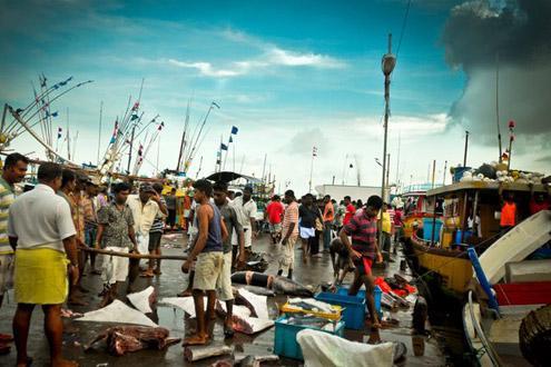 Beruwela Fish Harbour