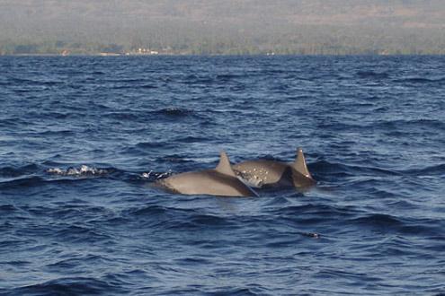 Dolphin Watching