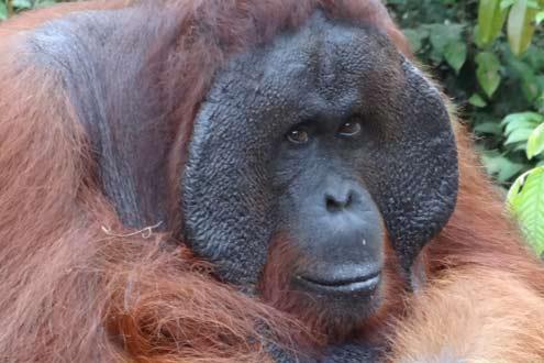 Orangutan Feeding at Camp Leakey