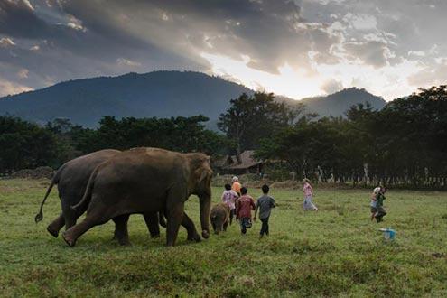 Elephant Nature Park