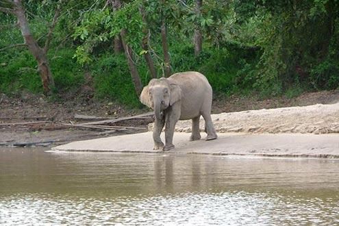 Kinabatangan Wildlife Safari