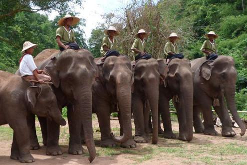 Green Hill Elephant Camp