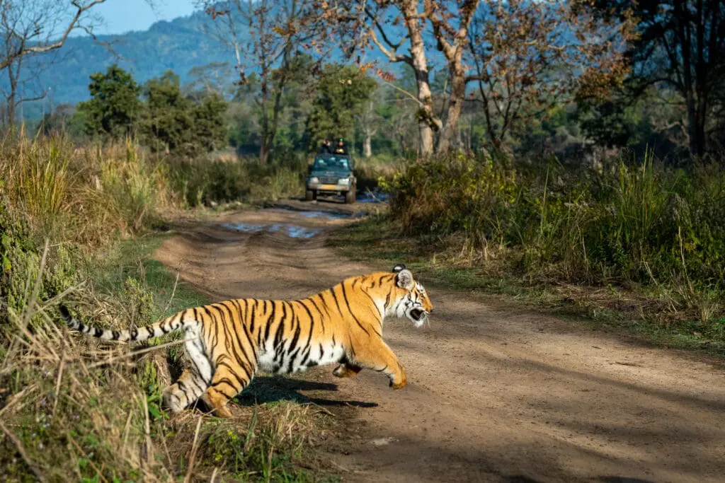tiger running for hunting prey at dhikala zone of jim corbett national park or tiger reserve, uttarakhand, india