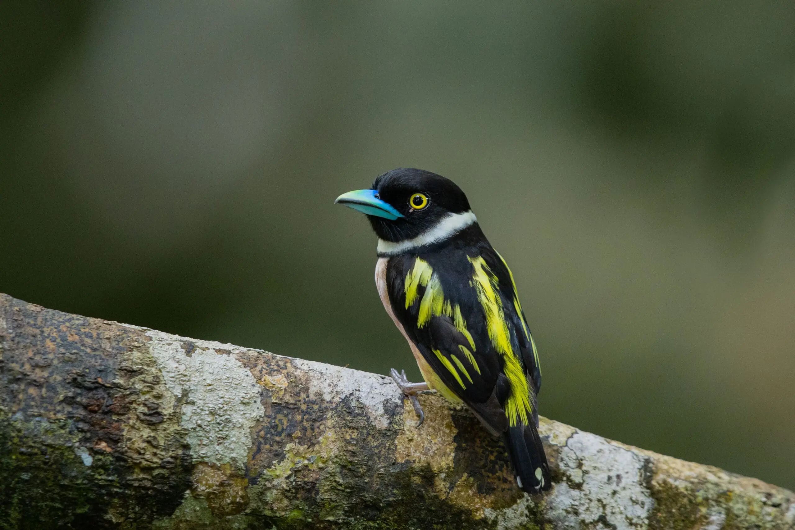 Danum Valley birdwatching