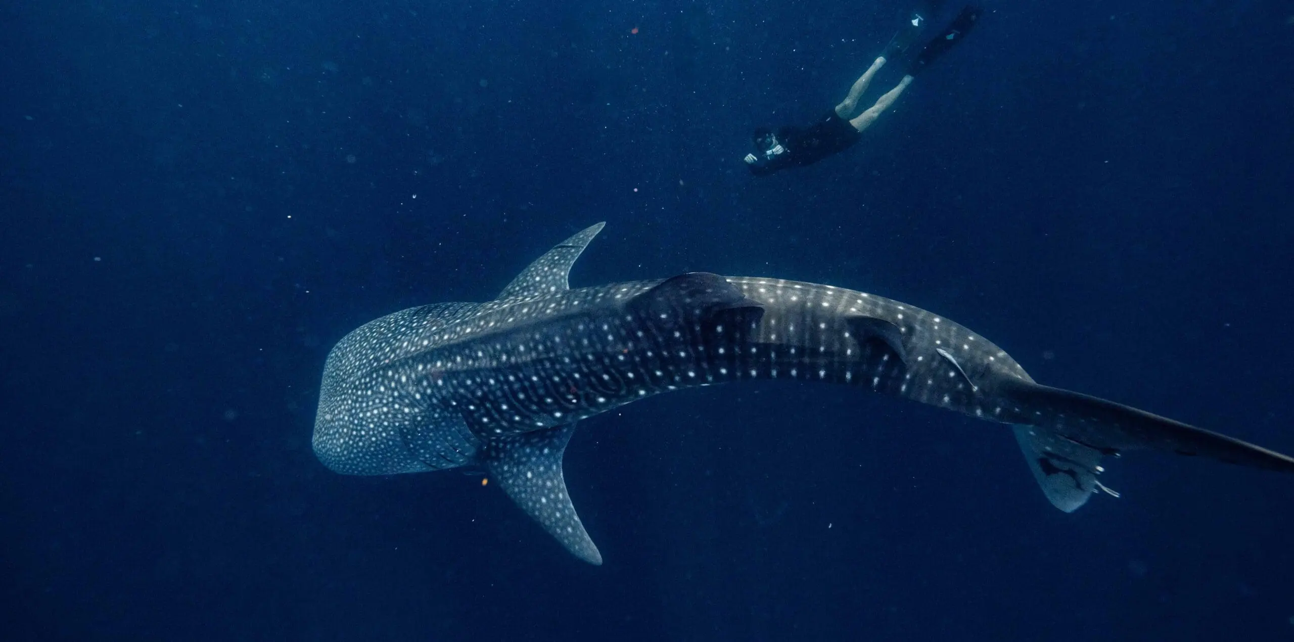 Amanwana diver with whale shark