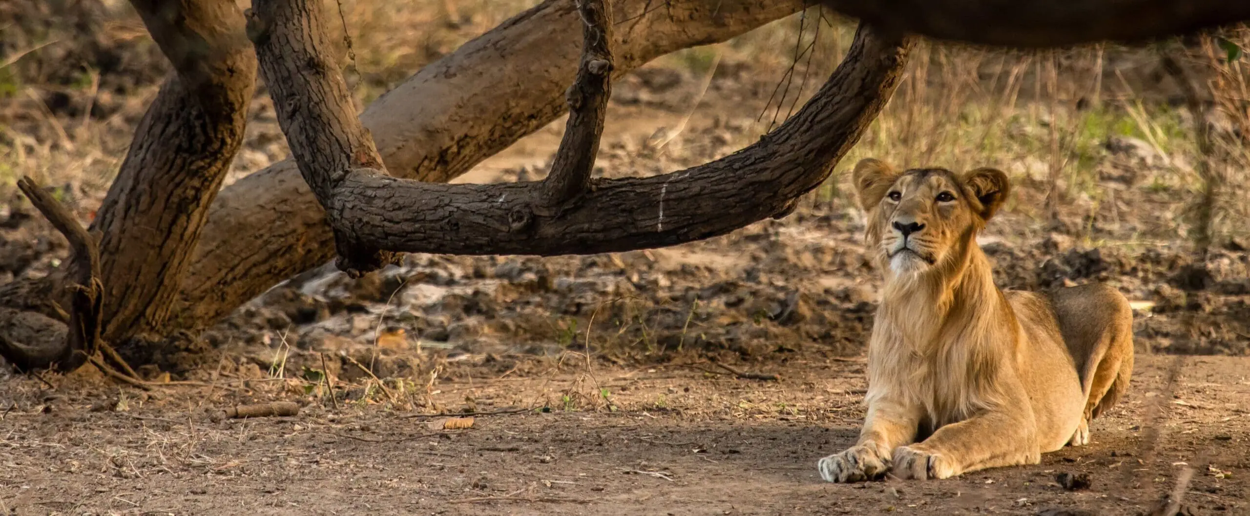 Lion at Aramness Safari
