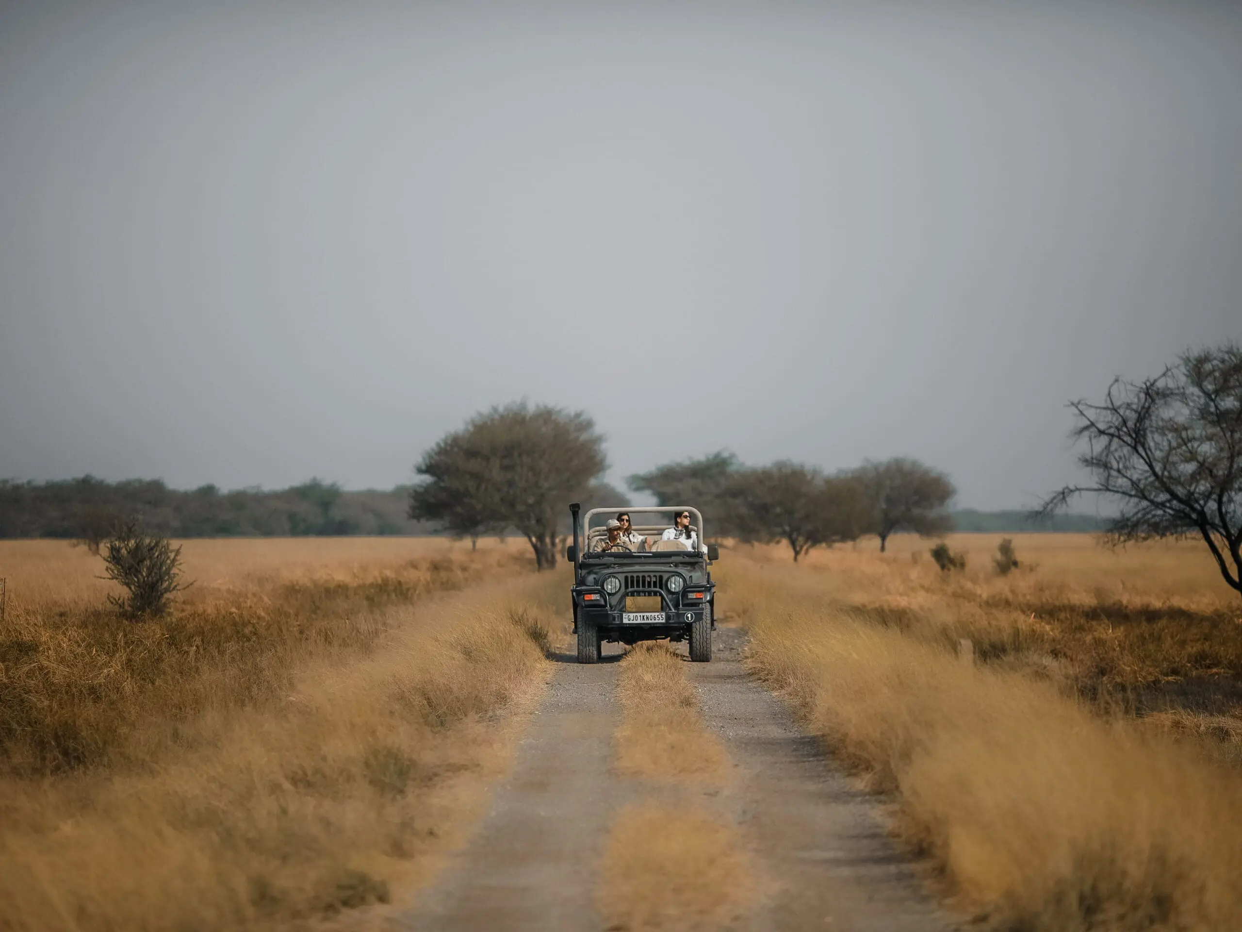 sAFARI AT blackbuck