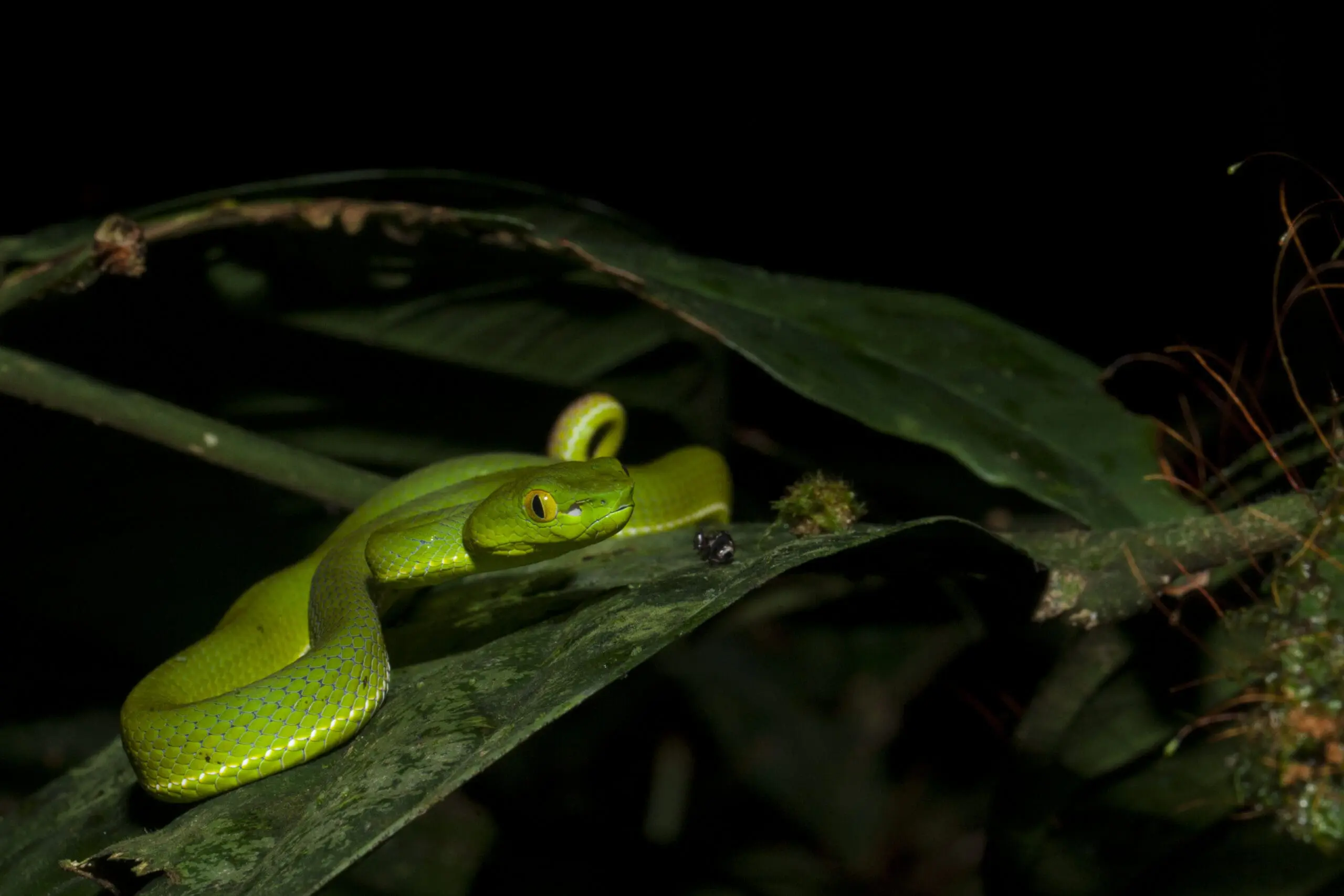 Juvenile Sumatran pit viper (Trimeresurus sumatranus) hunting at night. Taken at 1000 meters asl on Mt. Kinabalu, Malaysian Borneo. Taken in November in the evening. Listed as Least Concern by IUCN