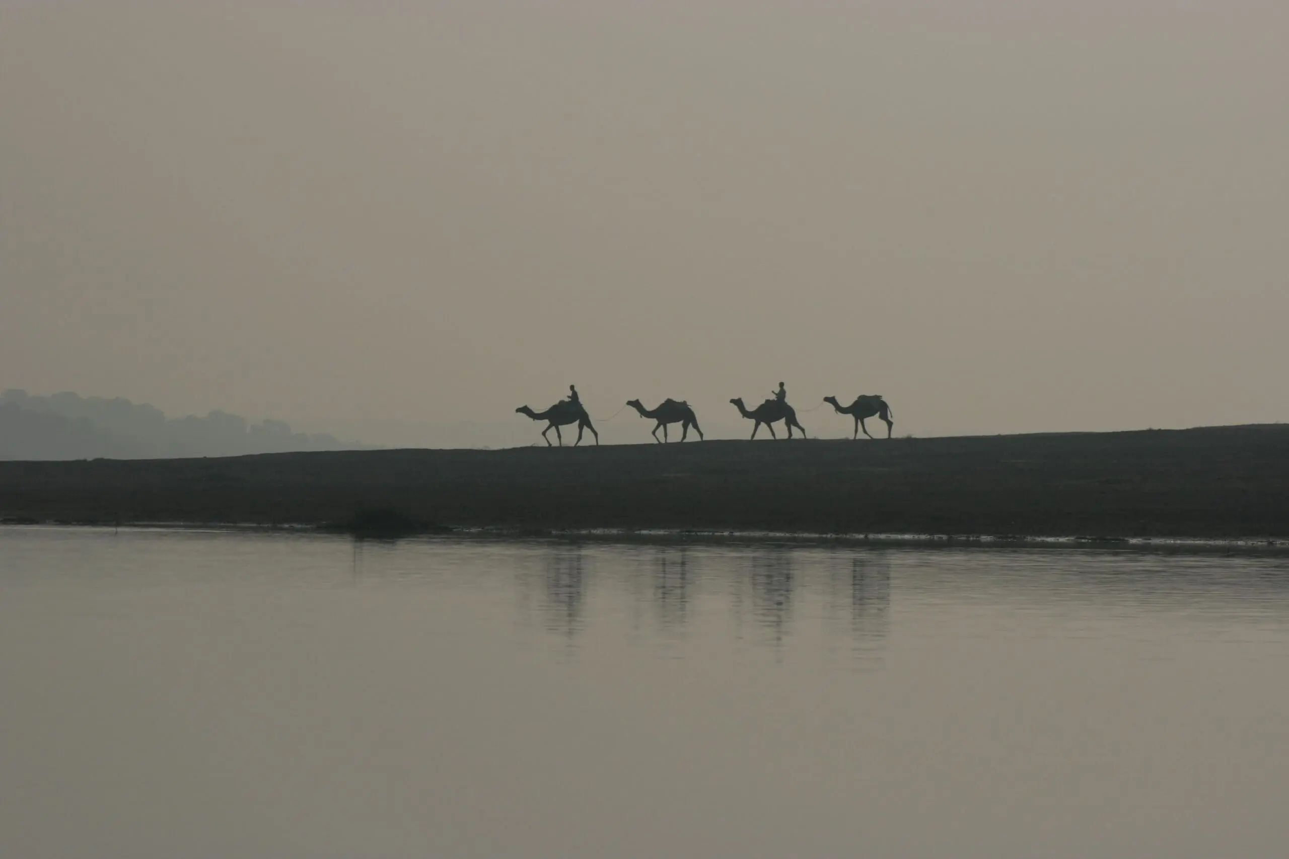 Camels at Chambal Safari Lodge