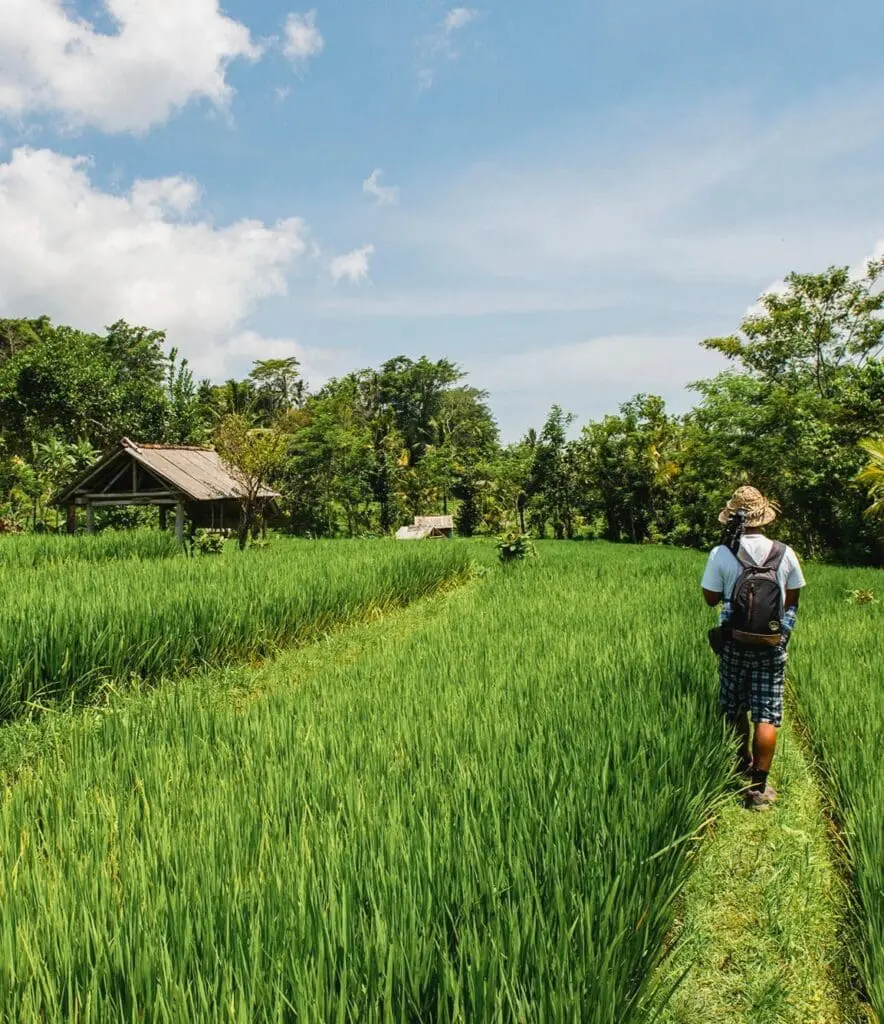 Countryside walk with Balinese Brahmin
