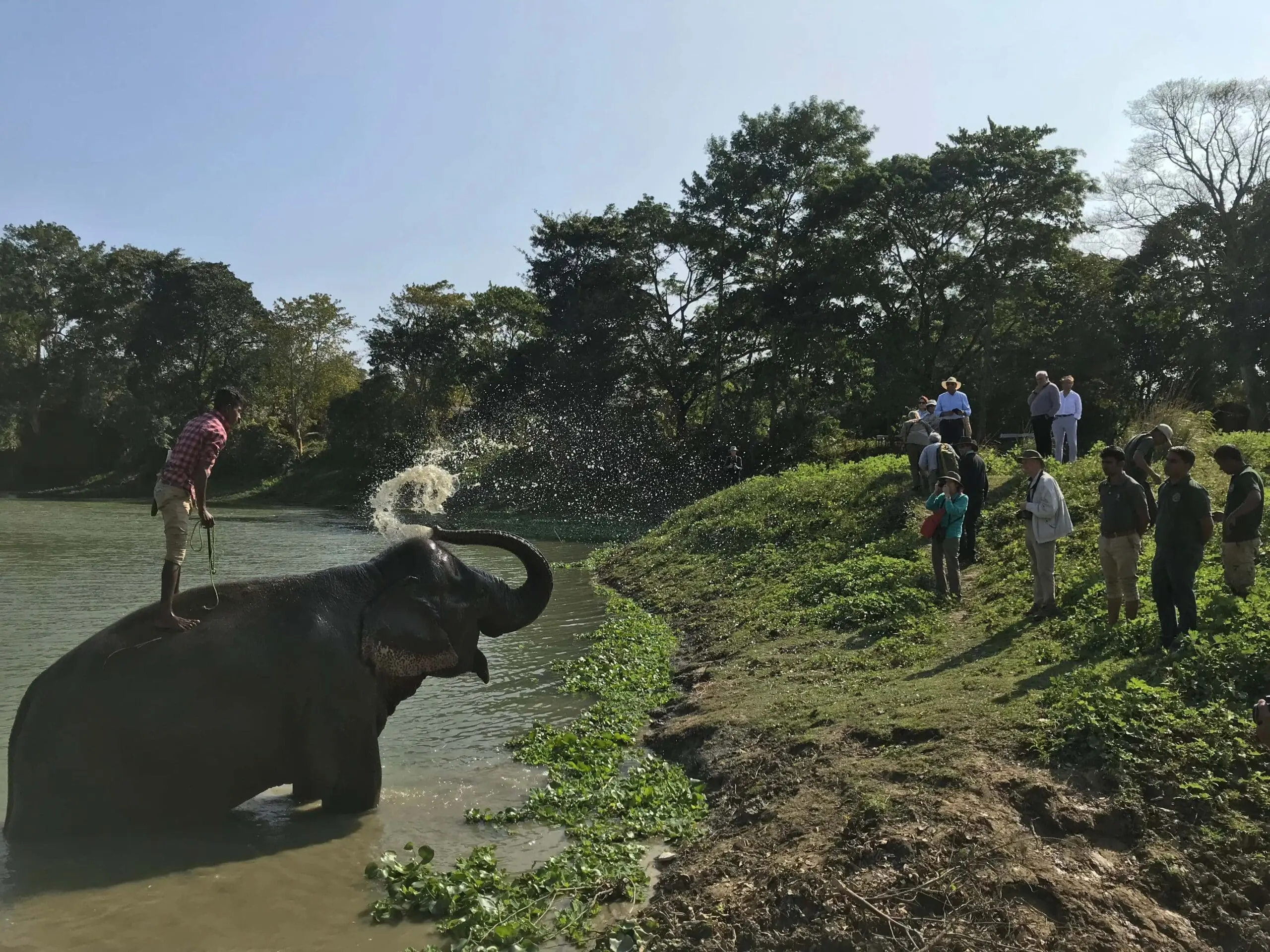 Elephant at DIphlu river lodge