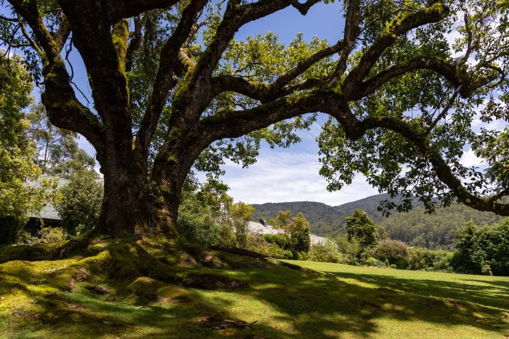Ferncliff views