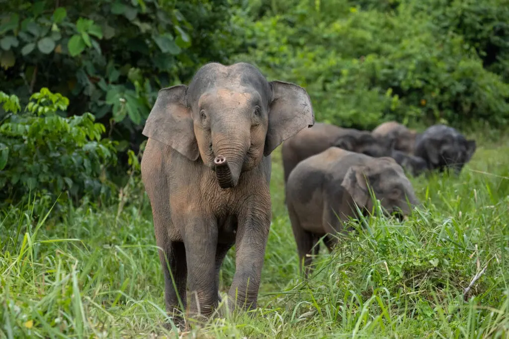 Kinabatangan Wildlife Safari