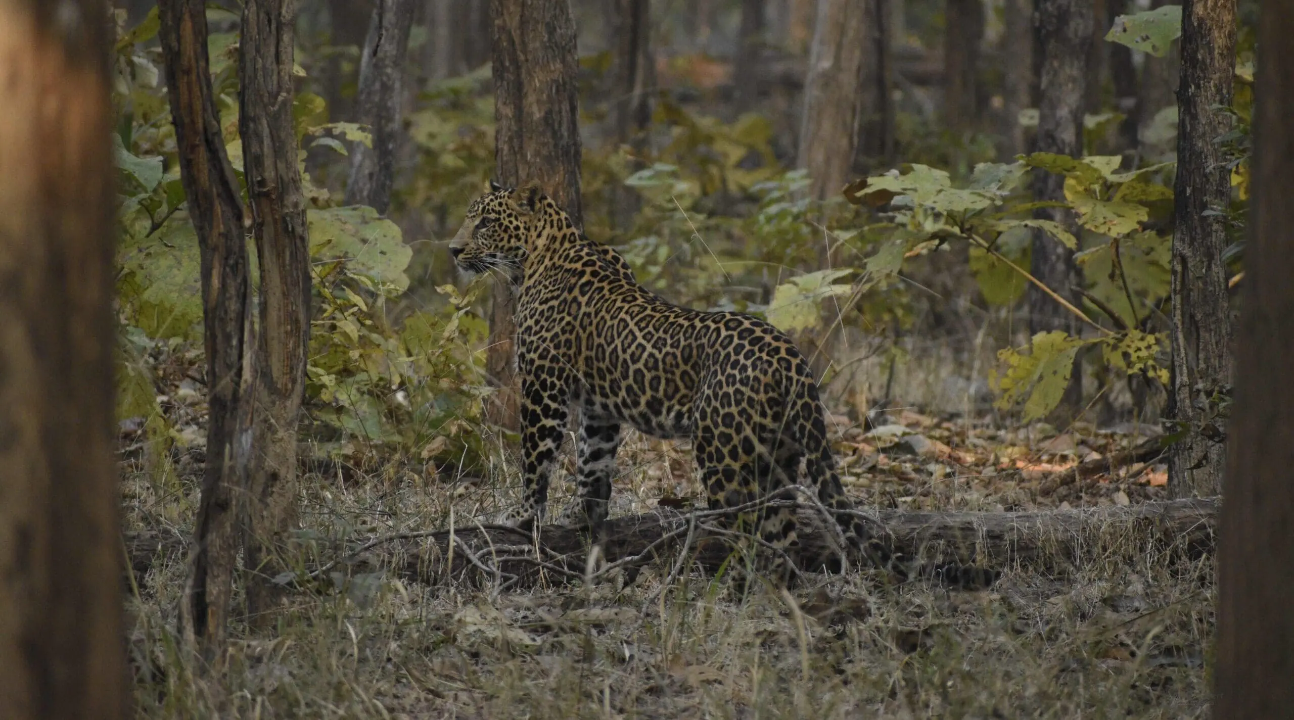 wildlife at jamtara wilderness camp