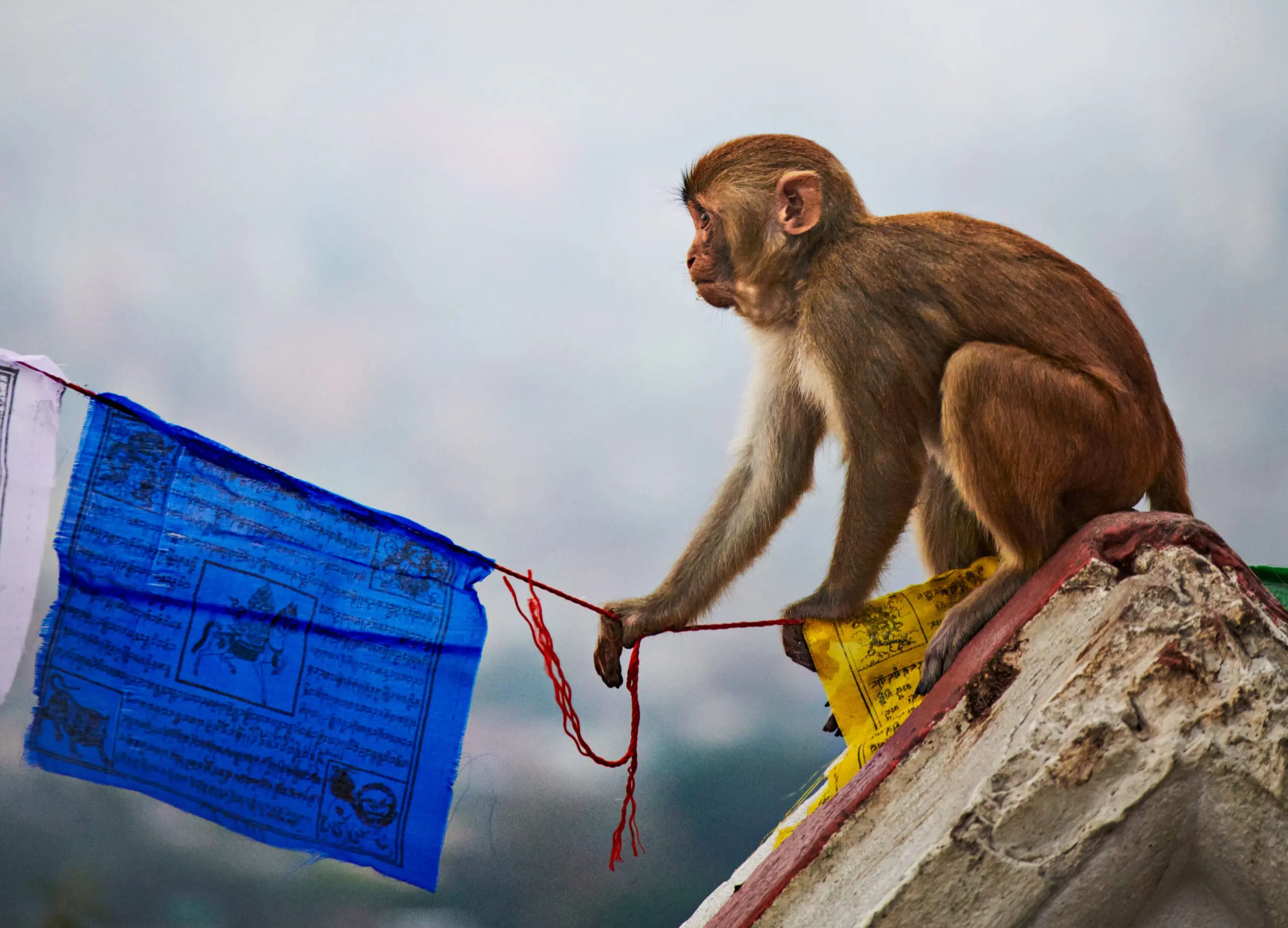Rhesus macaque monkey sitting beside colourful prayer flags in Nepal