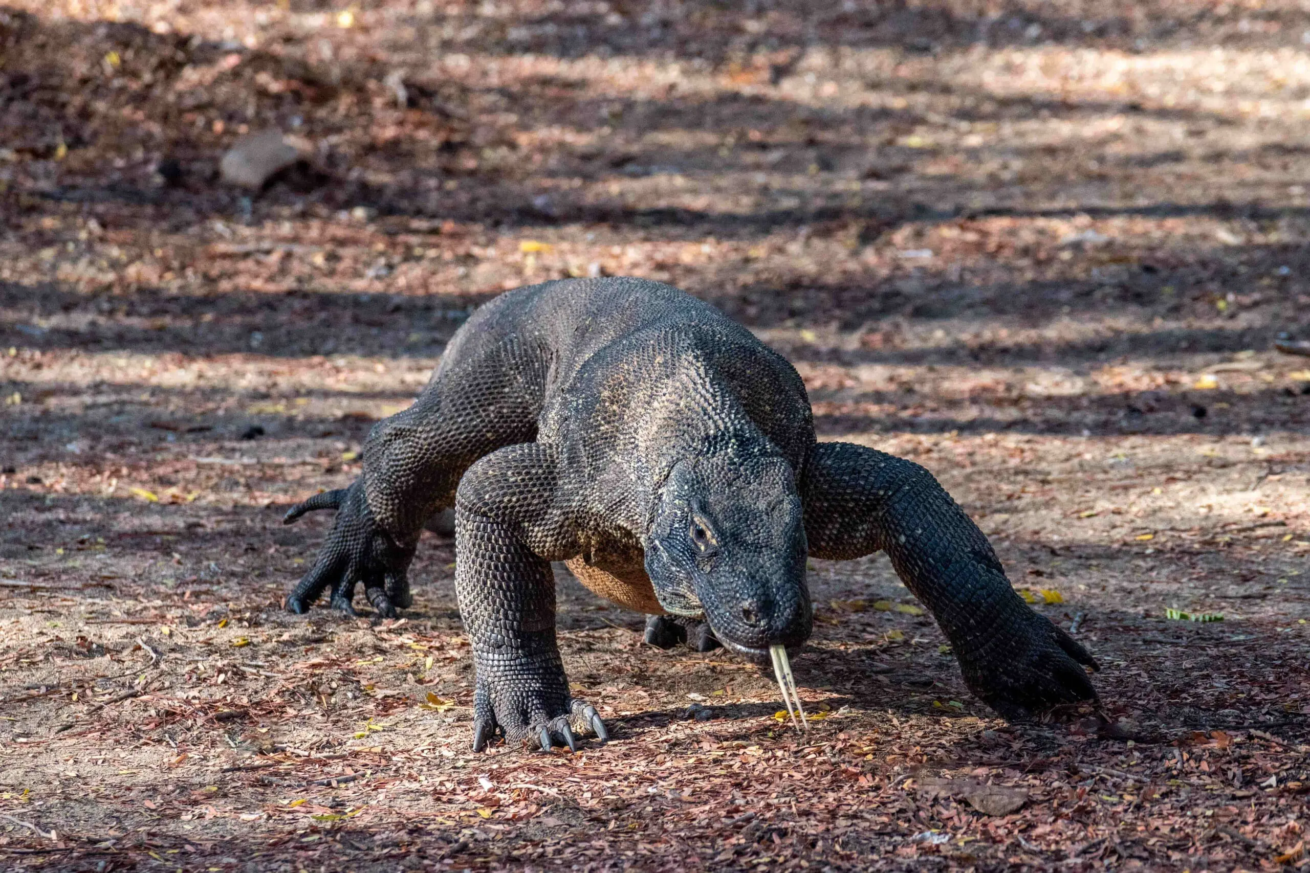 Komodo dragon prowling on Rinca island