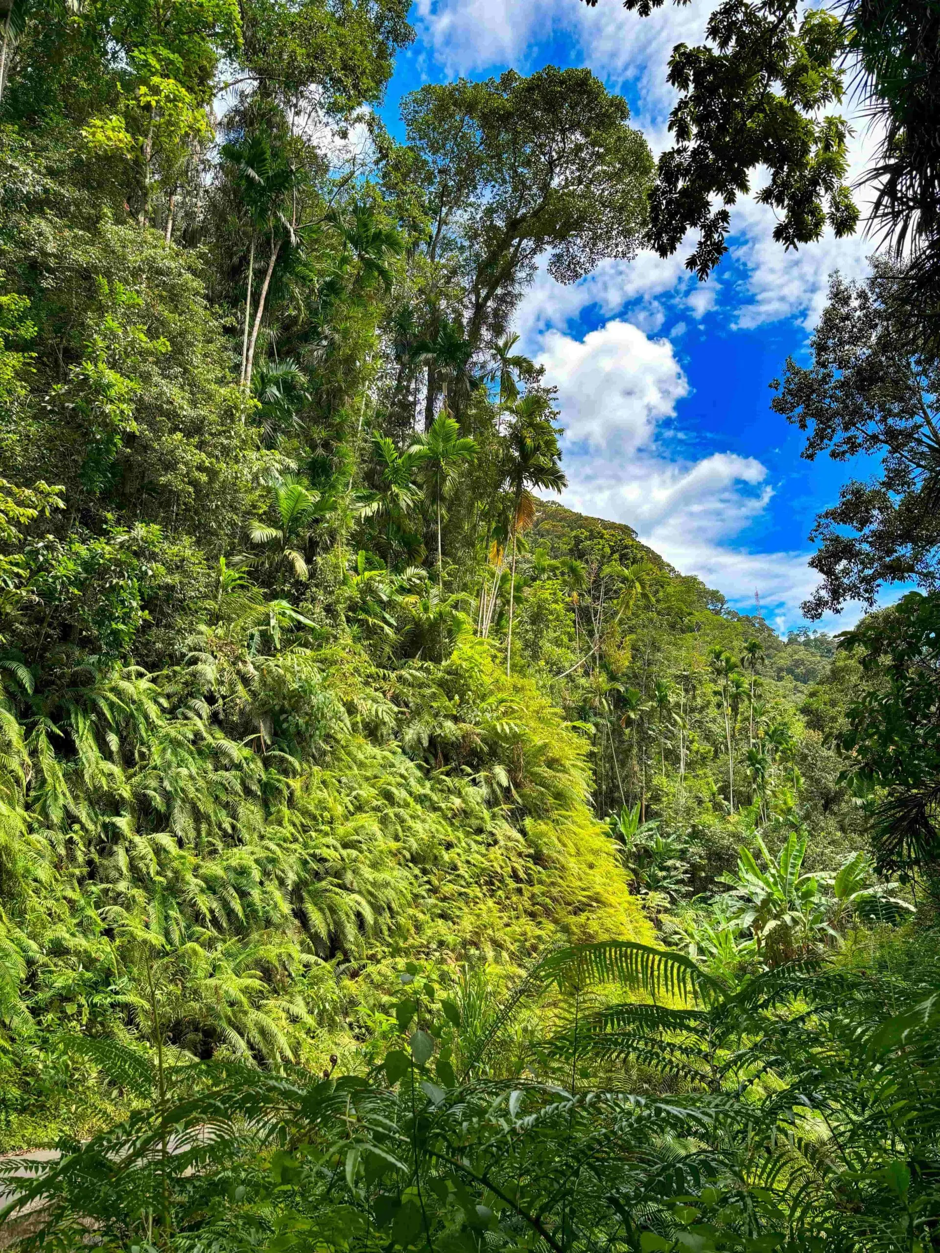 sinharaja rainforest