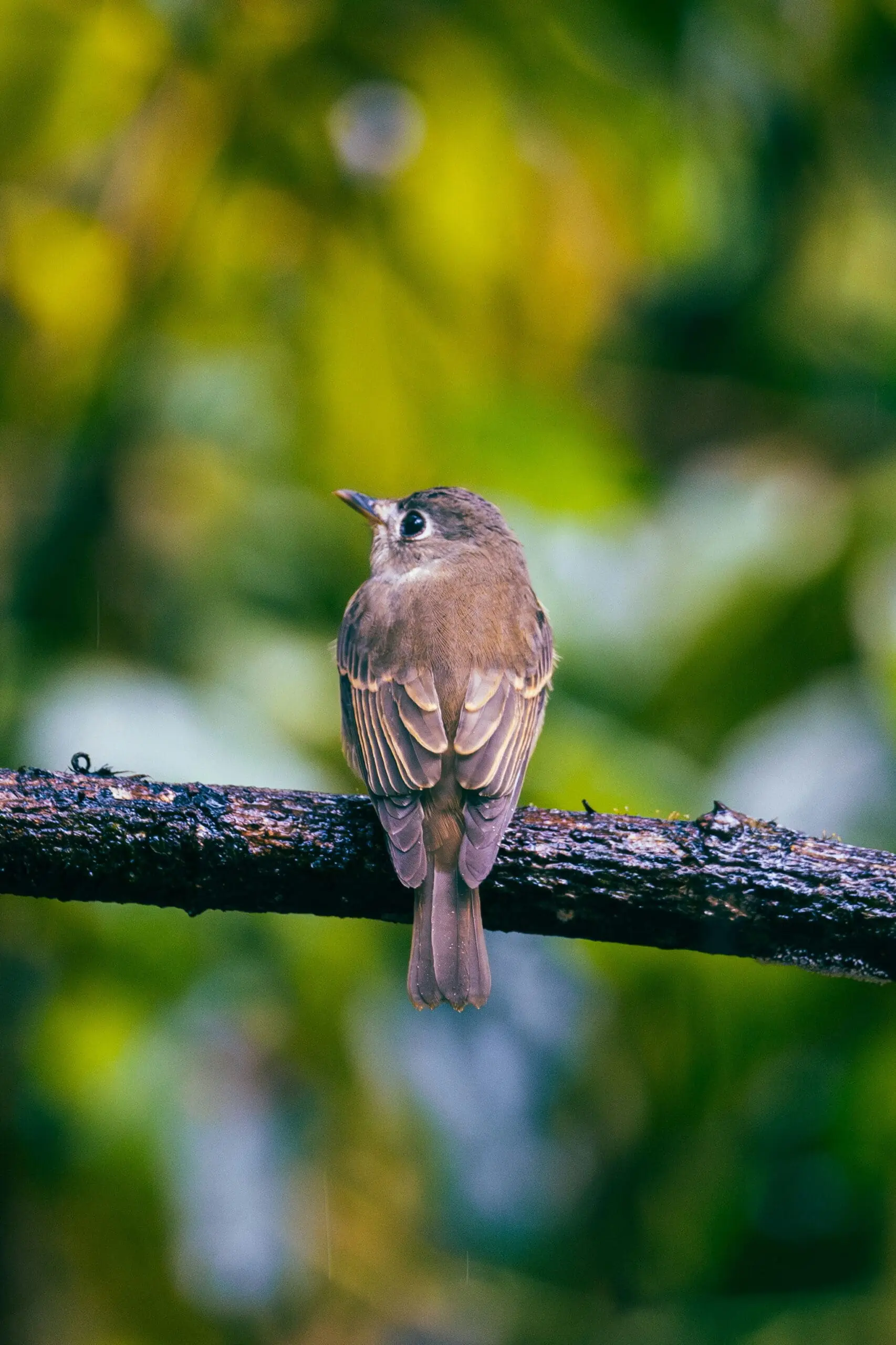 bird sinharaja rainforest